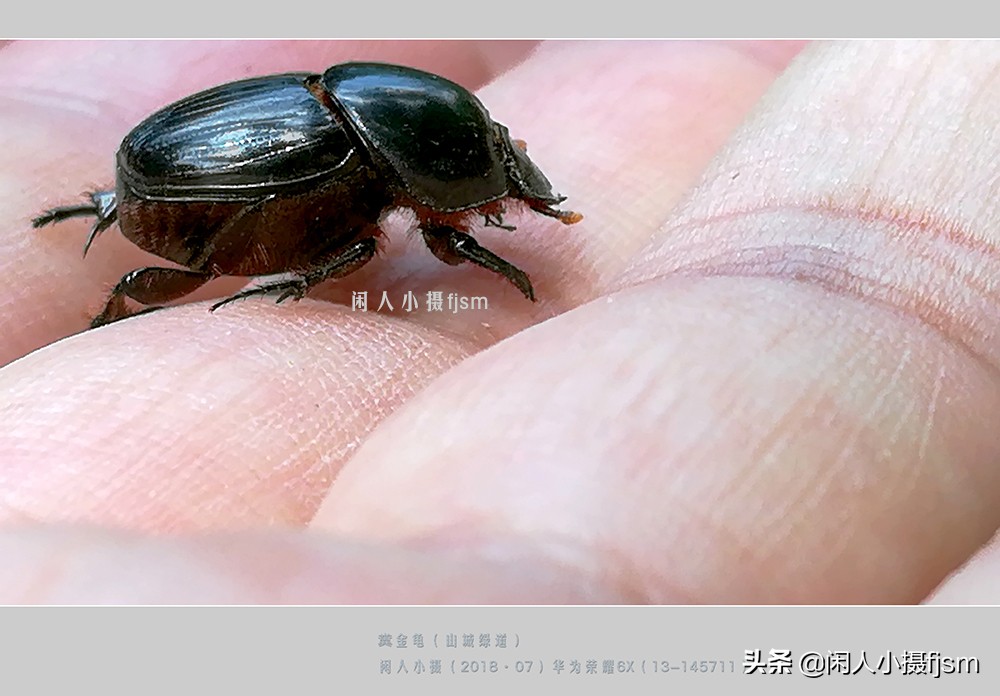 近距离拍摄昆虫小动物,常见昆虫微距摄影活动