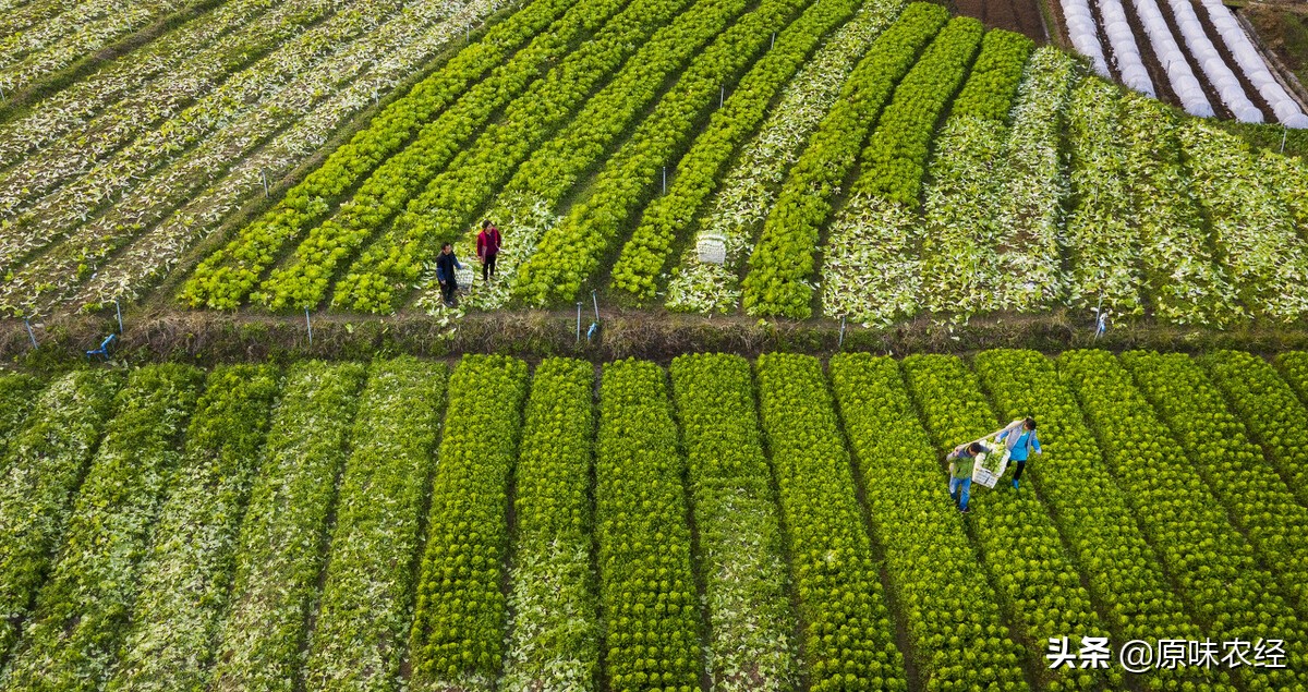涉农贷款的政策有哪些,中央一号文件对农民补贴