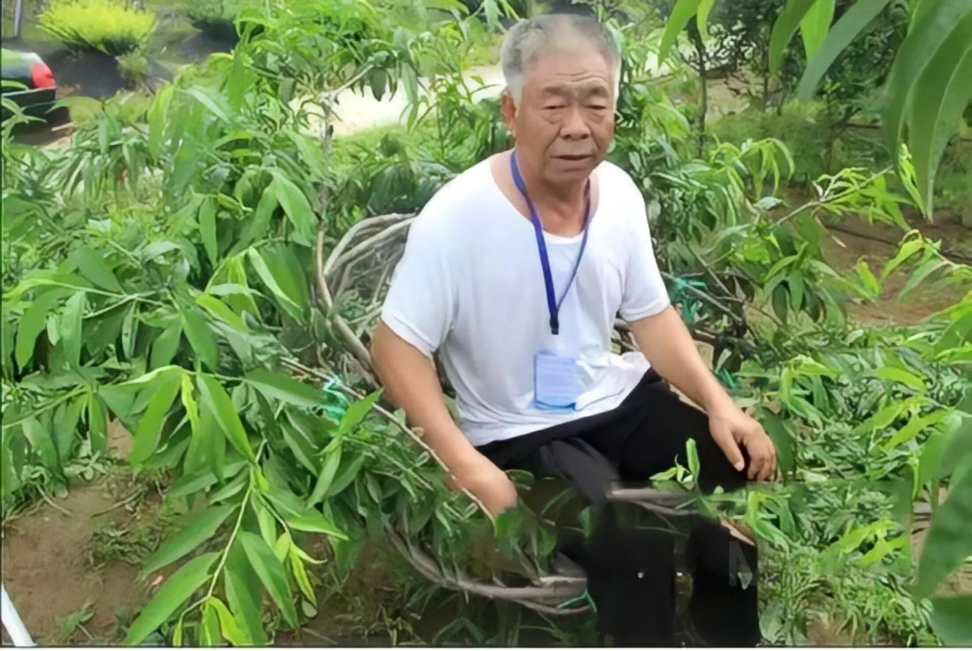 大爷用桃树种出奇葩椅子,老农用17年种出椅子树视频