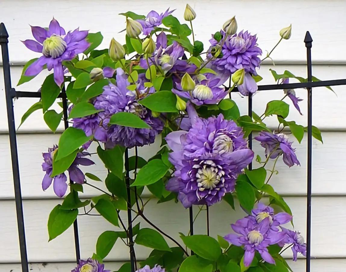 春夏之交，越来越多的花含苞欲放，这一百种娇媚蓓蕾真是美不胜收