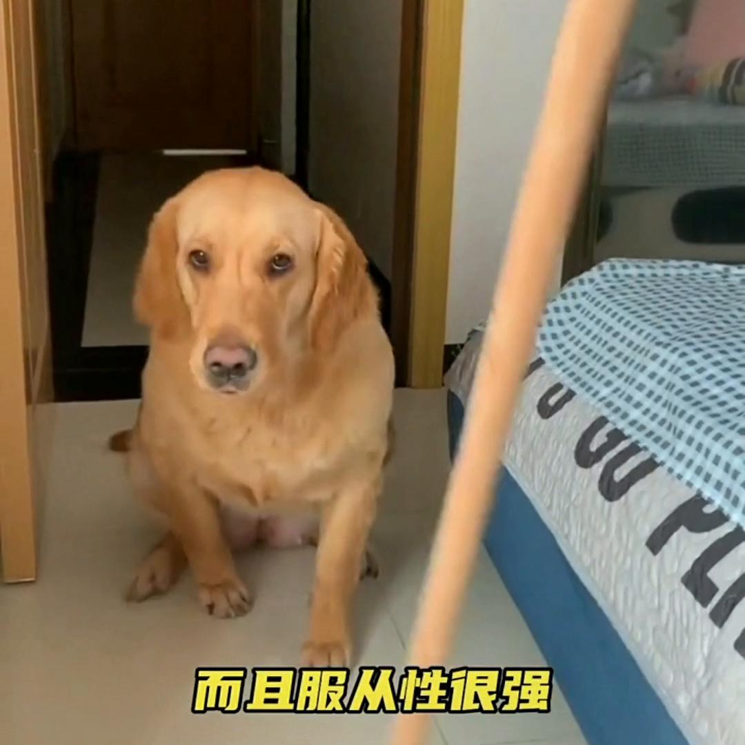 金毛幼崽怎么训练才听话的,如何训练金毛坐立姿势