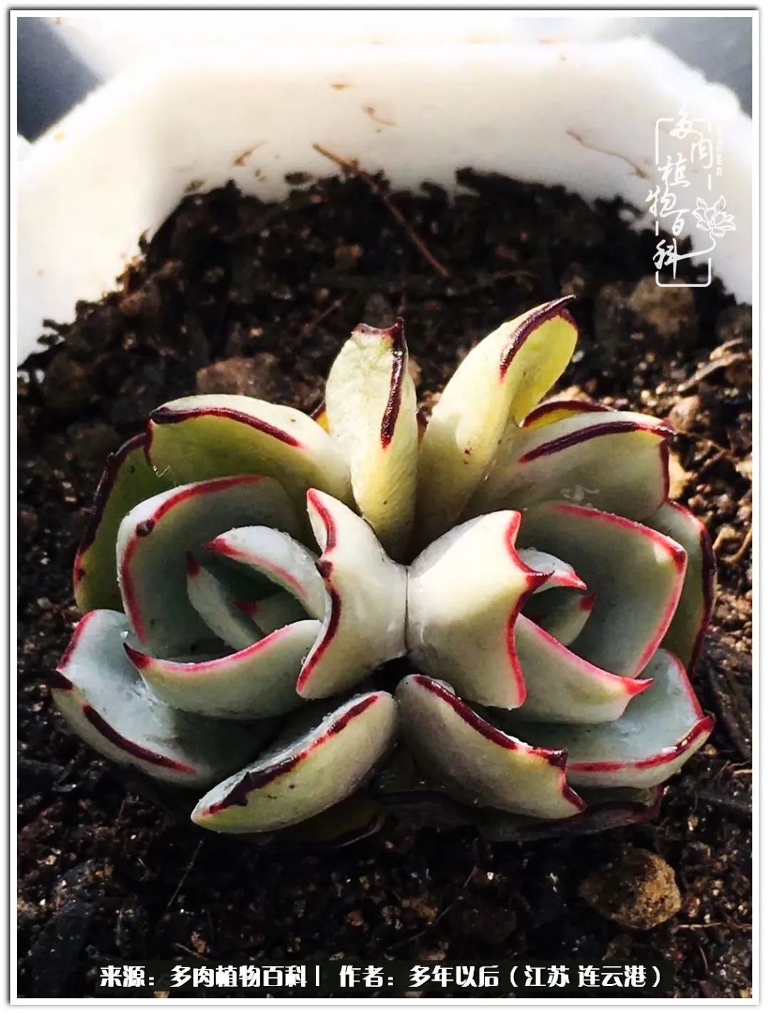 我若不弃，愿你不负我所期