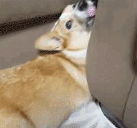 柯基犬生产前呕吐,柯基犬呕吐怎么办