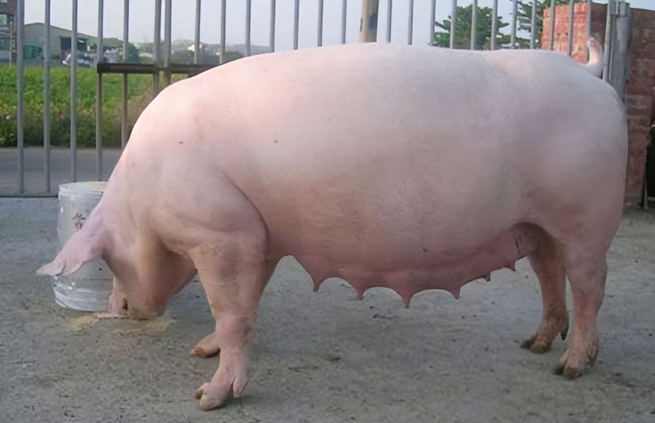 母猪脱肛了还能用吗？母猪脱肛了怎么办？养猪人先别慌！