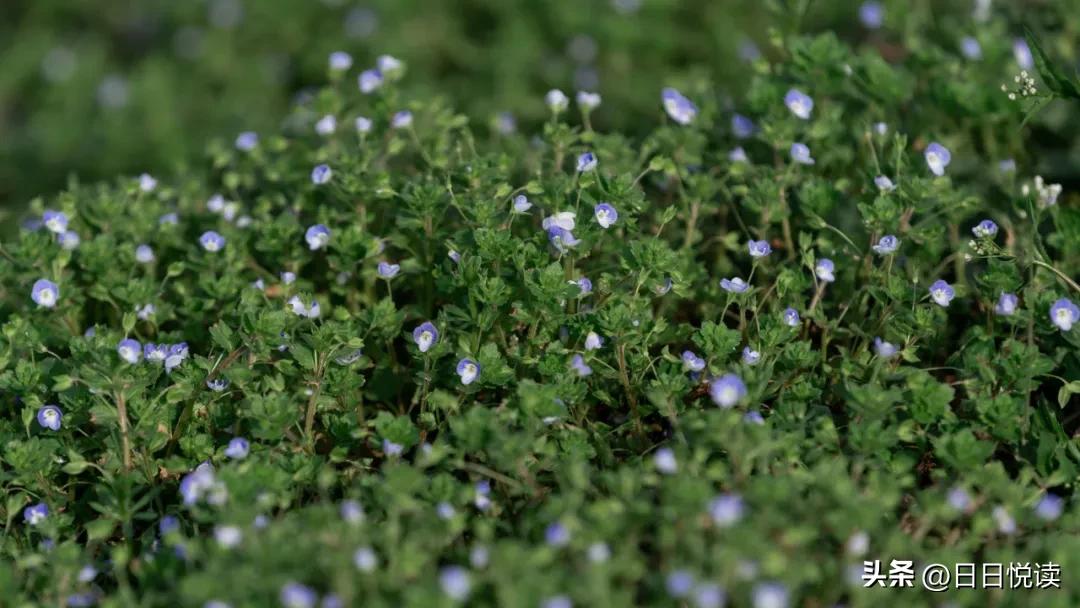 湖北荆州：石首“繁花”上大分↑即将刷爆朋友圈！