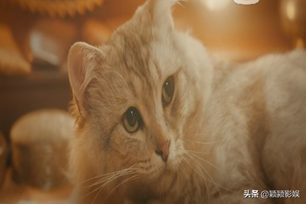 老九门张大佛爷真名叫什么,老九门张大佛爷和二月红重新下墓