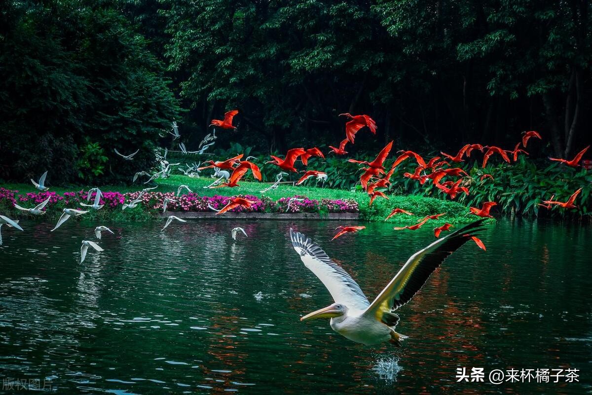 长隆和长鹿哪个门票便宜,长鹿动物园和长隆动物园哪个好玩