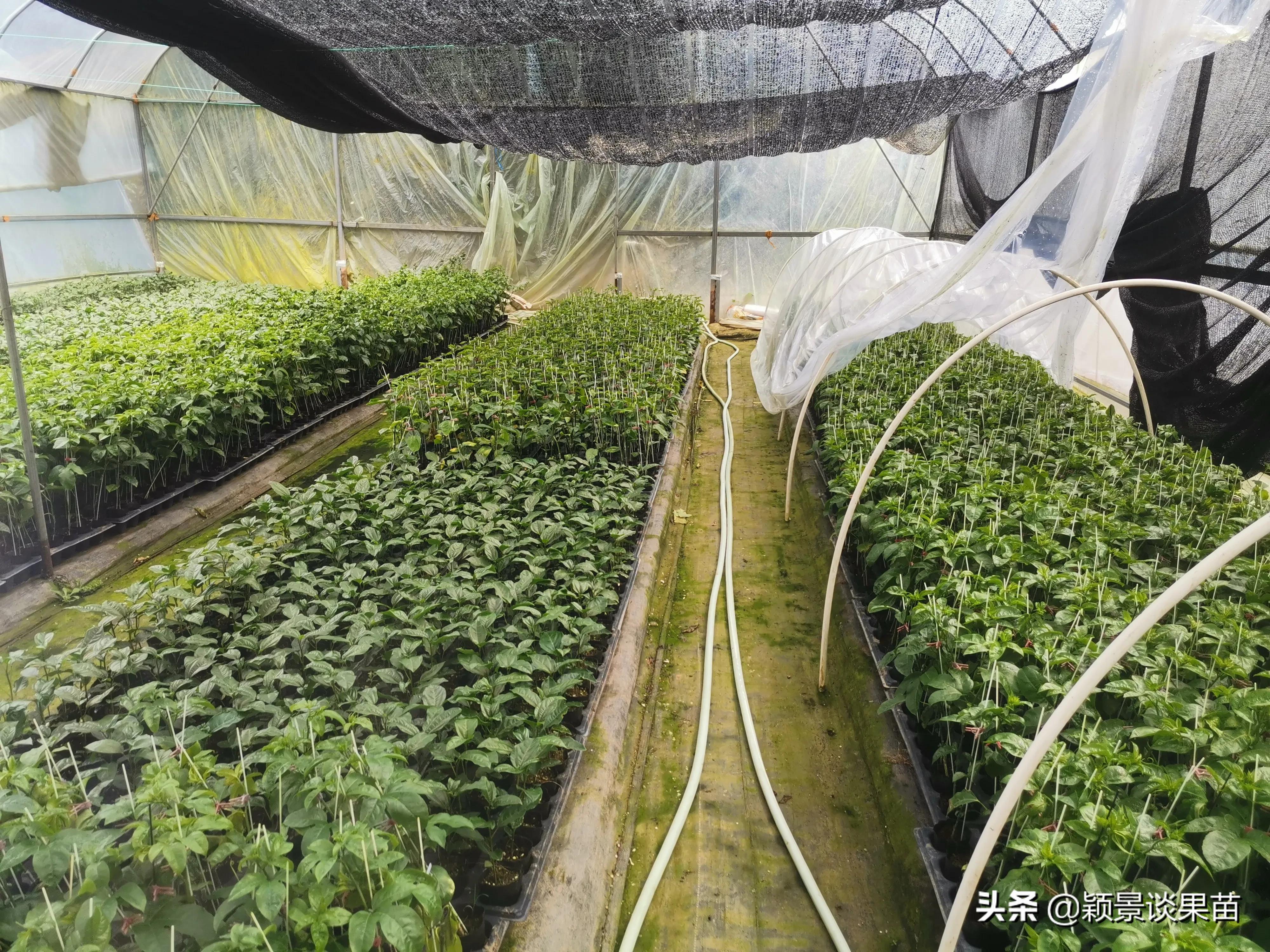 适合南宁种的水果树苗,适合广西种的阳台水果苗