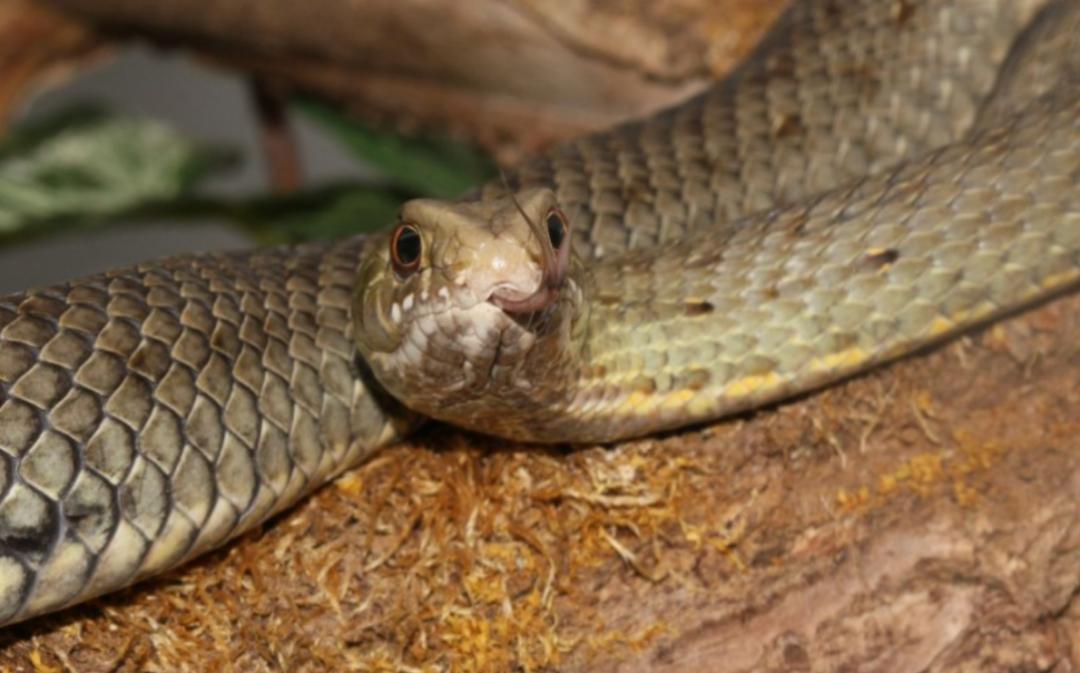 「原来欧洲有这么多种蛇？！」偷师卡塞尔的豢龙大师·下