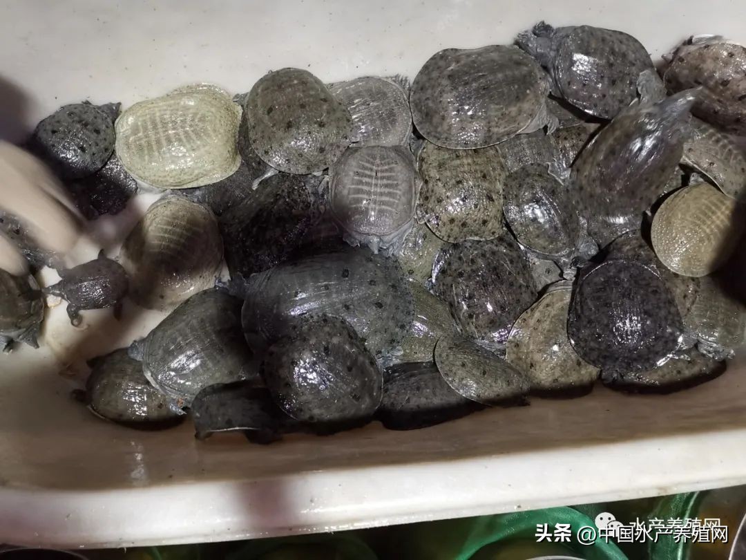 2022年甲鱼下半年会跌价吗,一亩甲鱼可获利10万