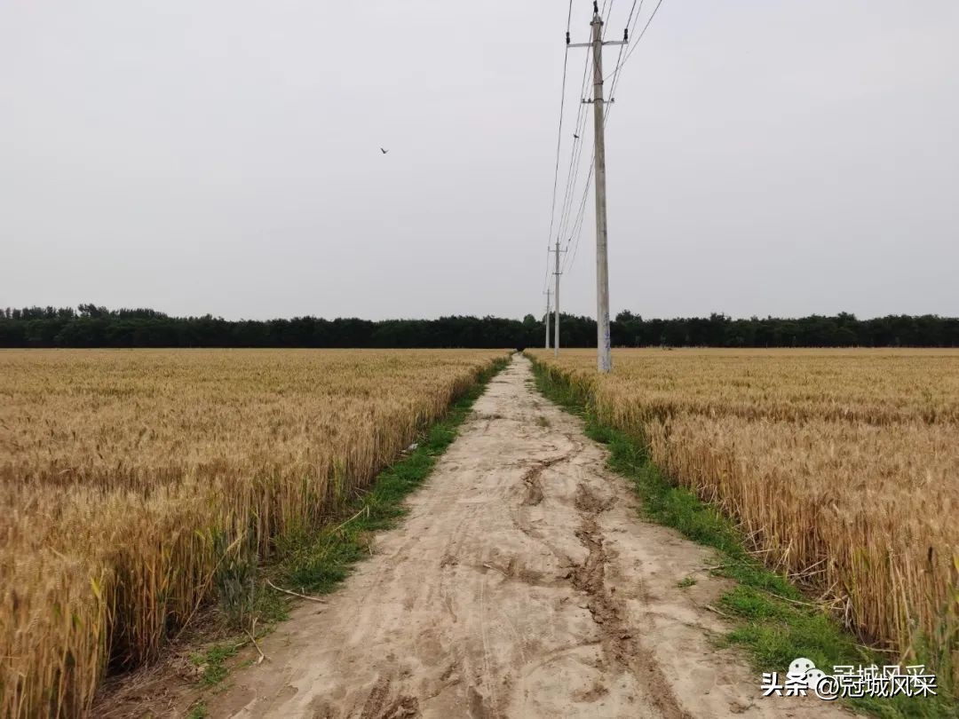 贾镇艾寨村,冠县艾寨