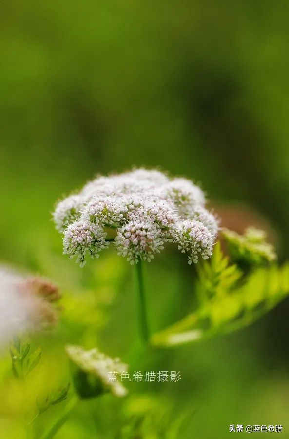 花花草草怎么拍出高级感,如何拍出惊艳的花卉