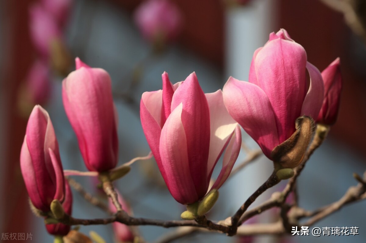 带名字的花卉大全,名字带有春字的花