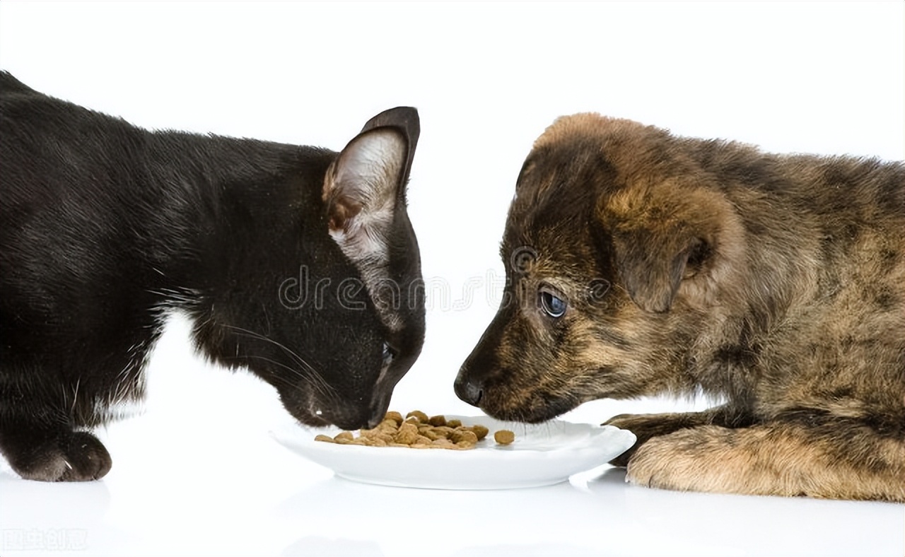 如何防止狗狗子宫蓄脓的方法,狗狗子宫蓄脓症状和治疗方法