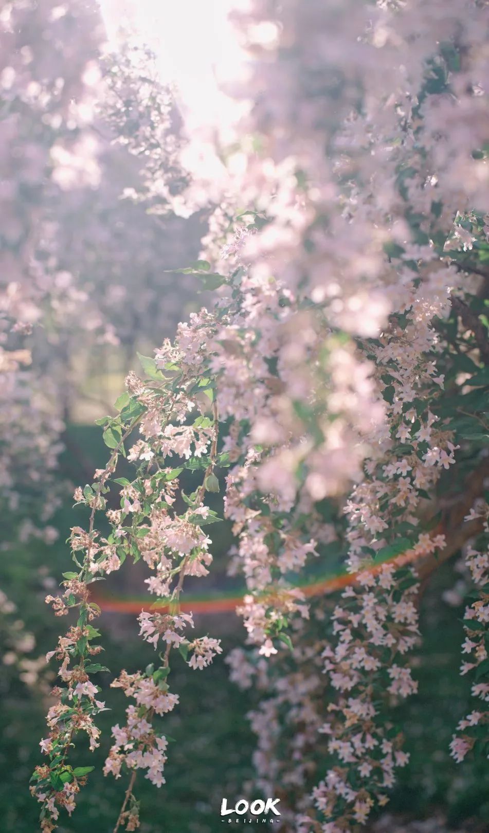 北京居庸关花海栈道,北京四季花海景区