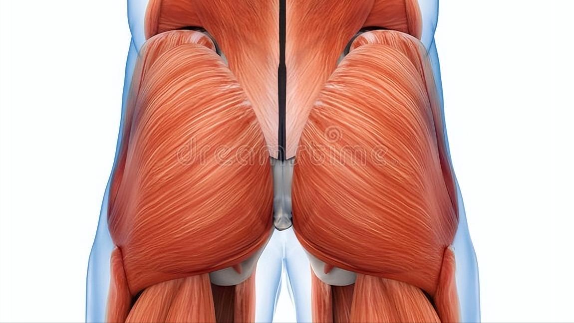 假胯宽骨头突出,假胯宽是骨头突出还是肉突出
