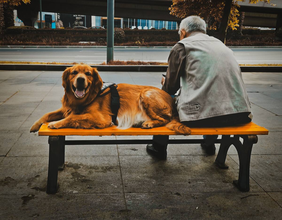 旺家的狗狗会有这5个特点,怎样选择旺家狗