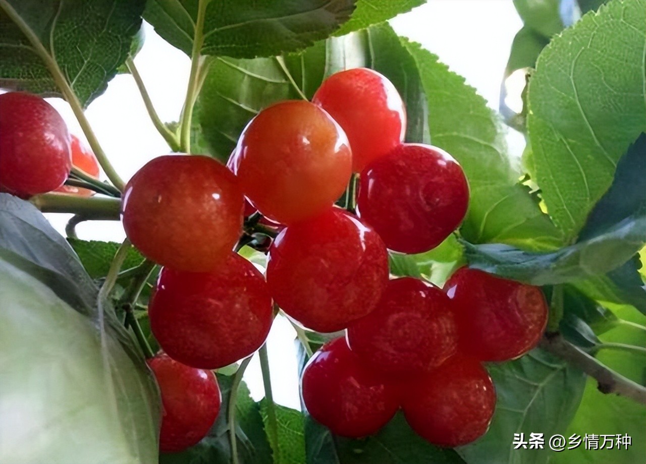 水果生长科普视频,科普水果营养成分