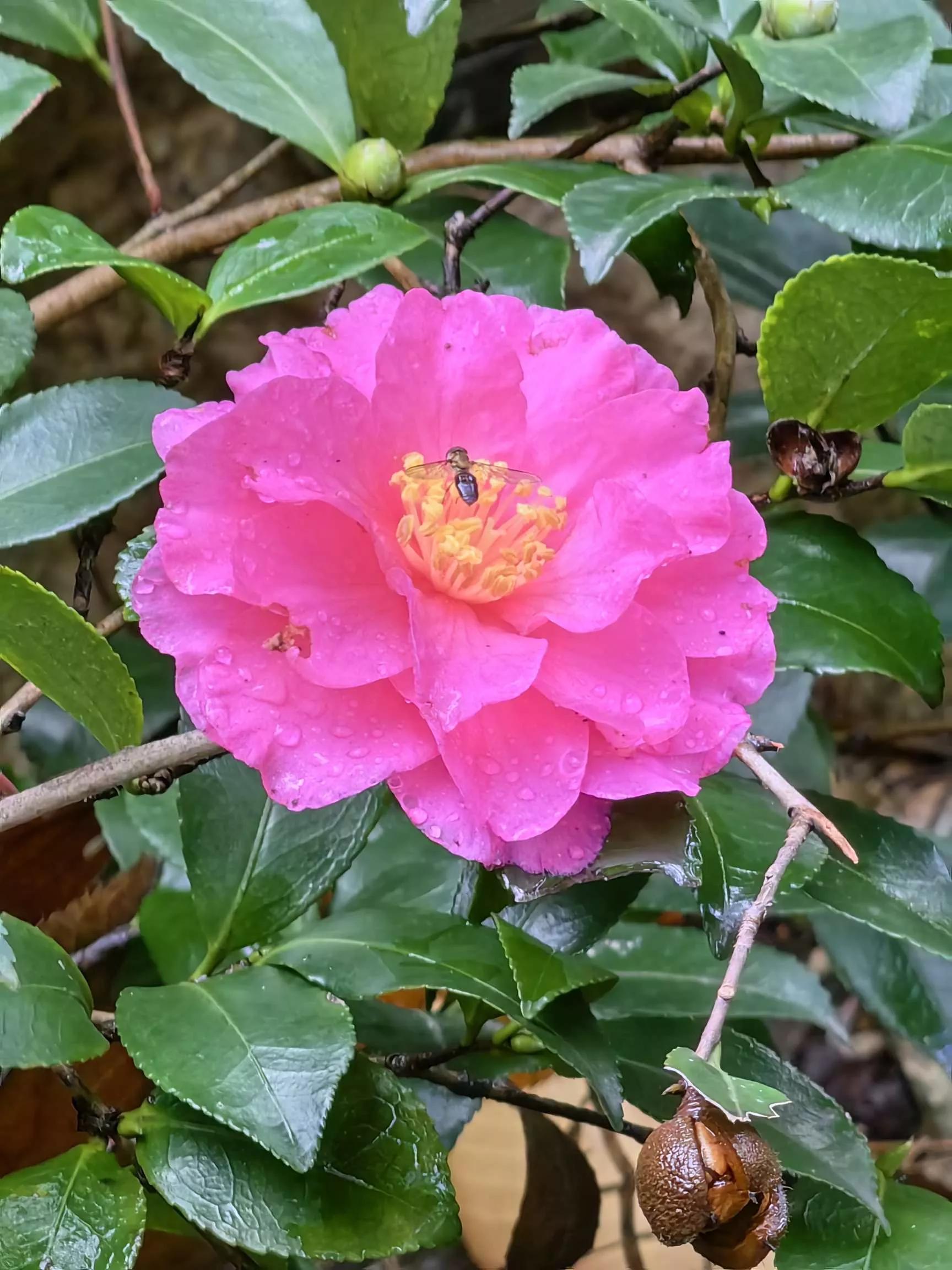 所有花的名称大全,认识各种花的寓意