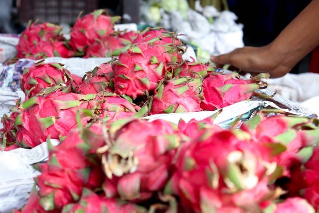 致富创业种火龙果,回乡创业种植火龙果前景怎么样