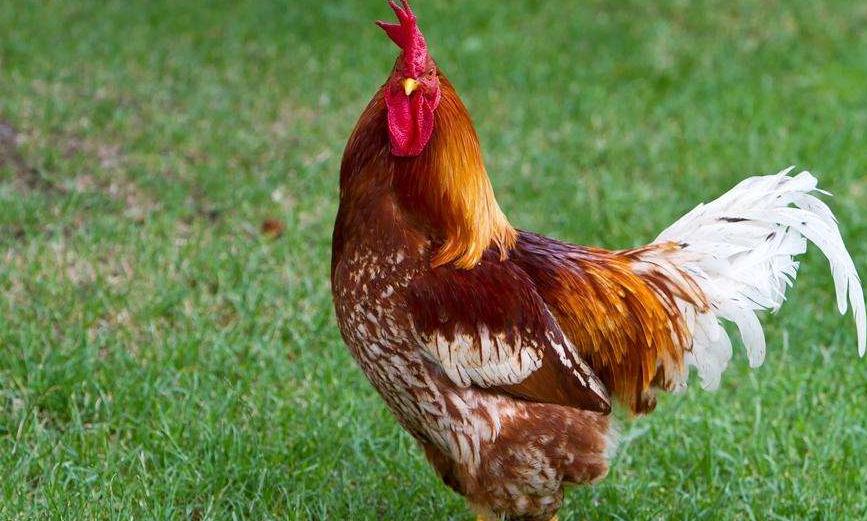 气囊炎症状特效药,气囊炎怎么办