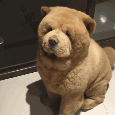 养什么颜色的狗才能带来好运,天生凶相的狗有哪些特征