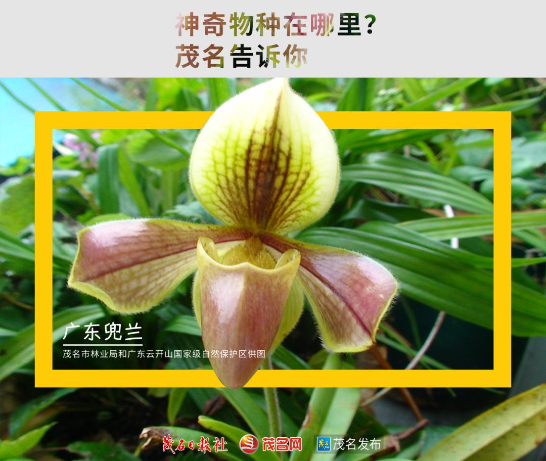 浙江神奇物种,茂名发现新物种