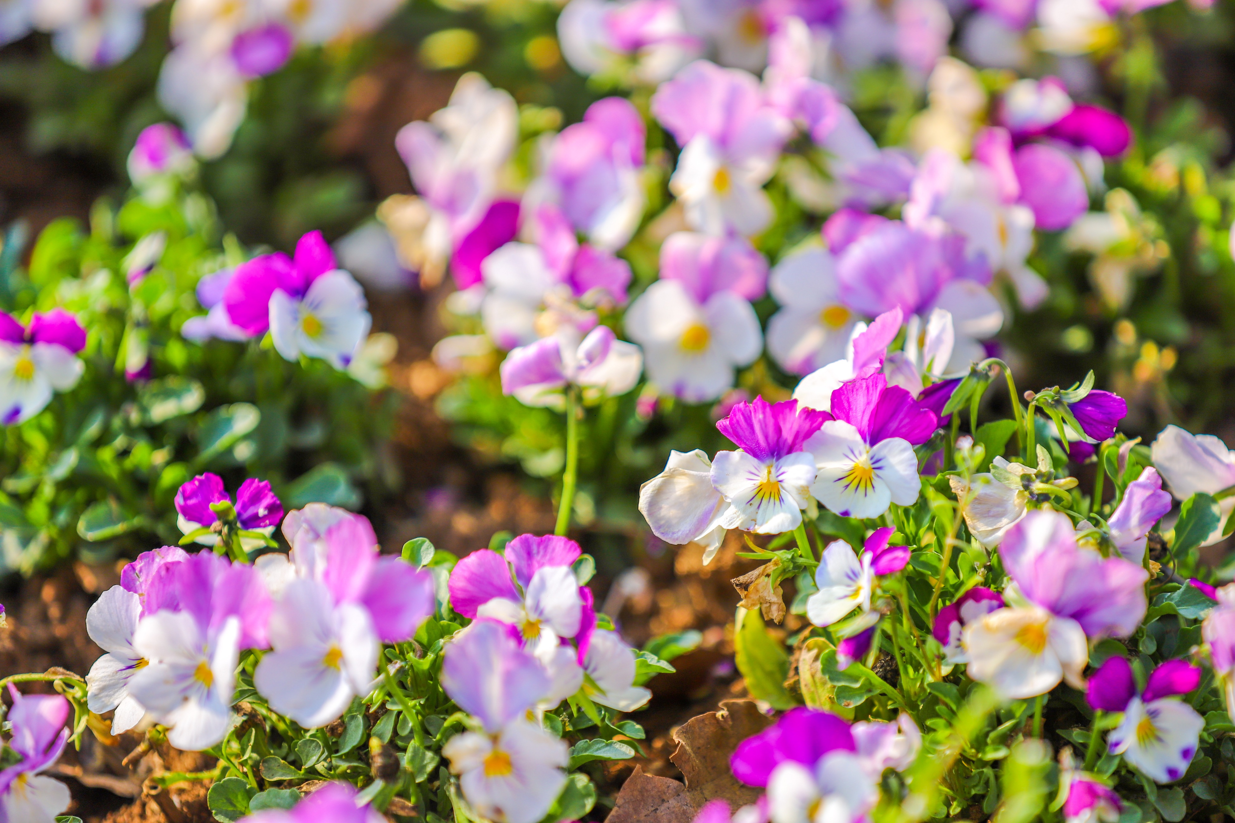 同心花海樱花航拍,踏青赏花邂逅一场浪漫樱花盛宴