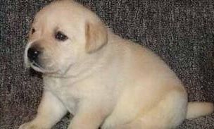 不建议饲养拉布拉多犬的几个理由,养拉布拉多不得不知的6件事