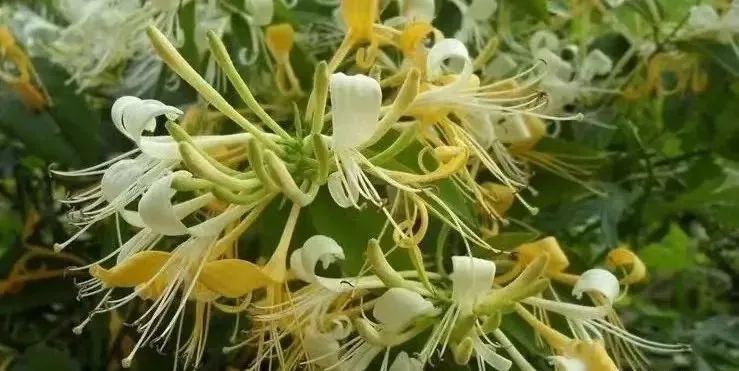 什么花好养又杀菌生根,什么花最香最好养又耐阴