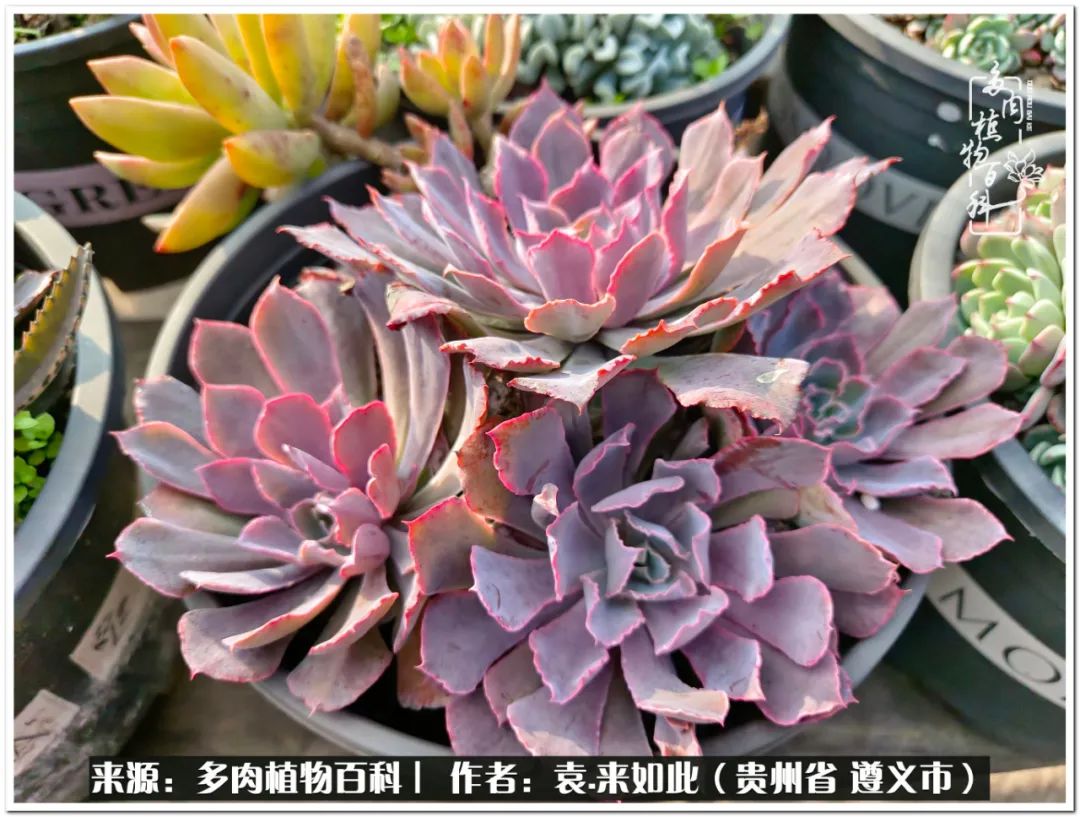 多肉和鲜花并存更养眼,最养眼的多肉品种