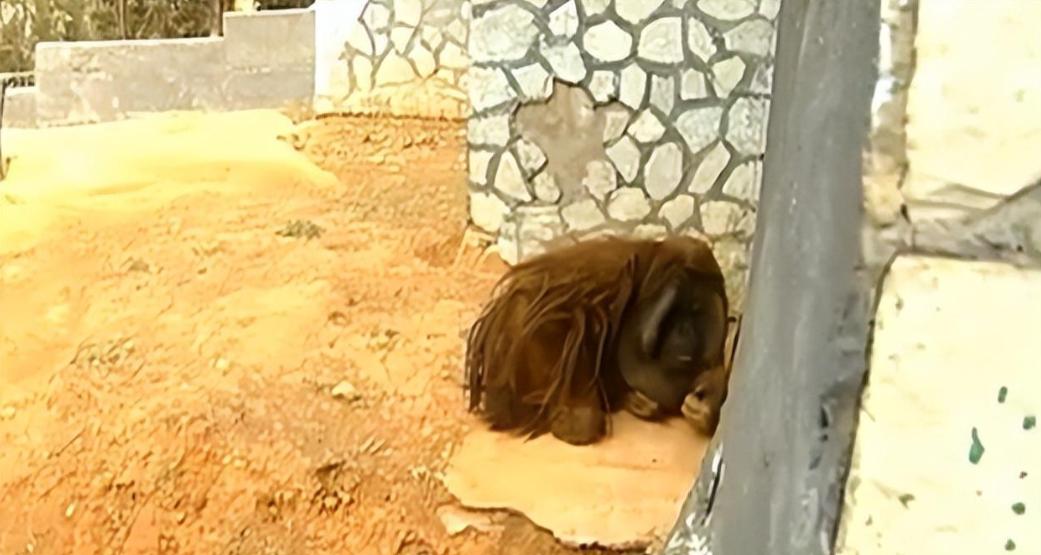 大猩猩减肥,红毛大猩猩减肥