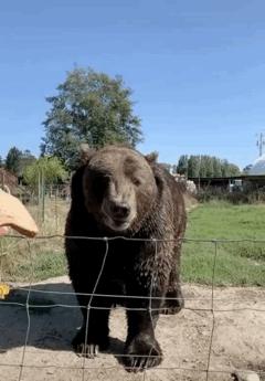 各种搞笑动图大全,吃惊搞笑动图