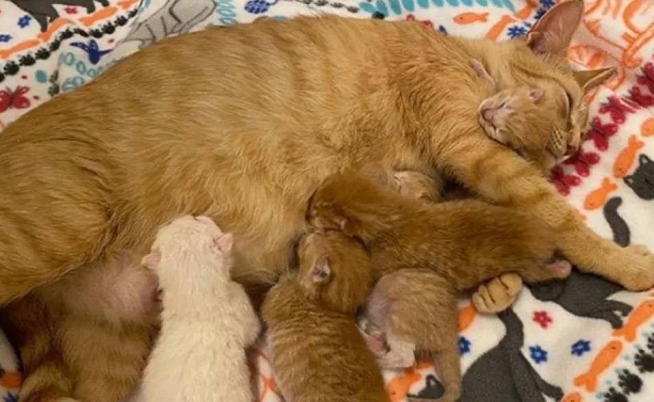 为什么不能强行分开猫咪,为什么猫咪配对时被打断