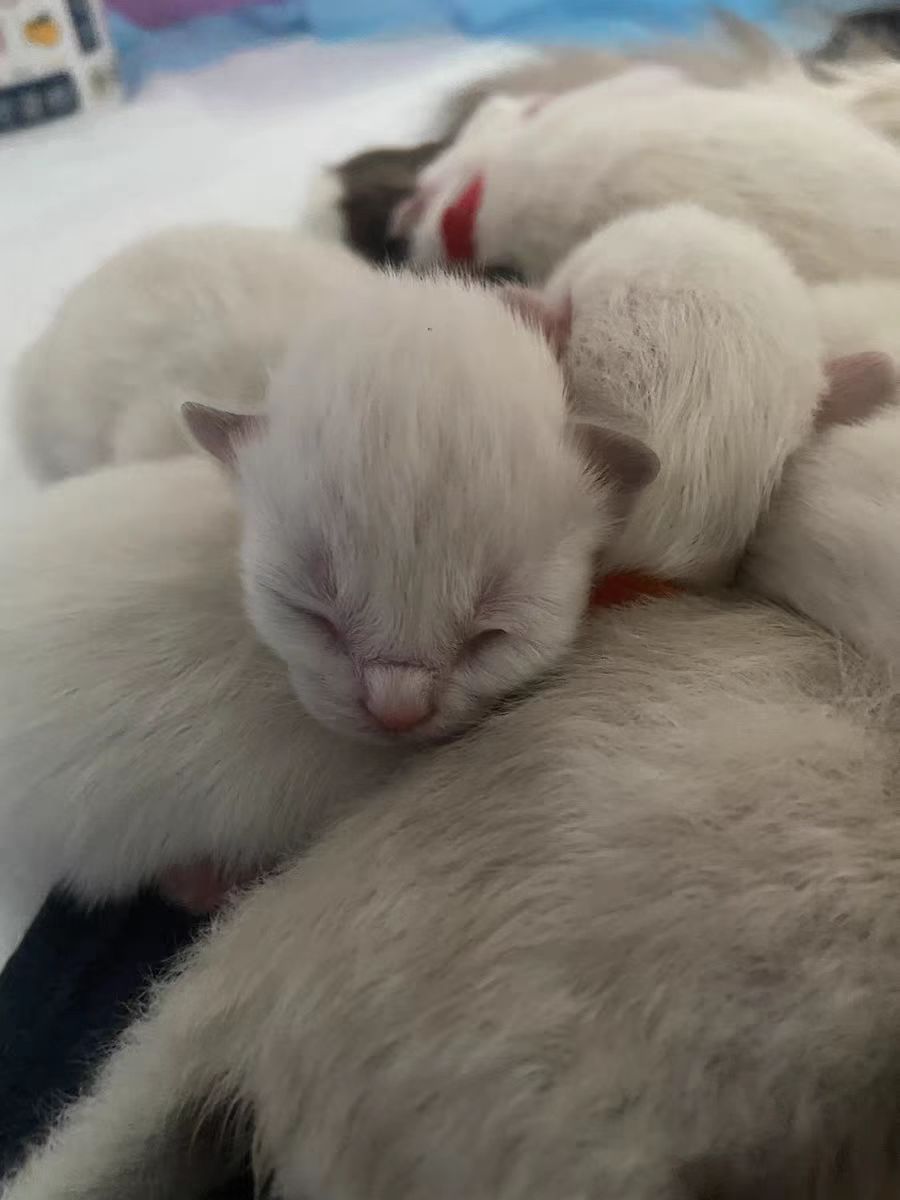 宠物医院不告诉你的驱虫药,宠物医院不告诉你的养猫小技巧