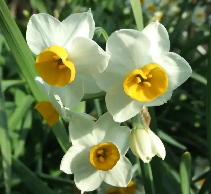 古诗词中的水仙花：飘零尘俗客再见水仙花