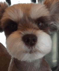 雪纳瑞总是被别的狗凶,雪纳瑞都需要注意些什么