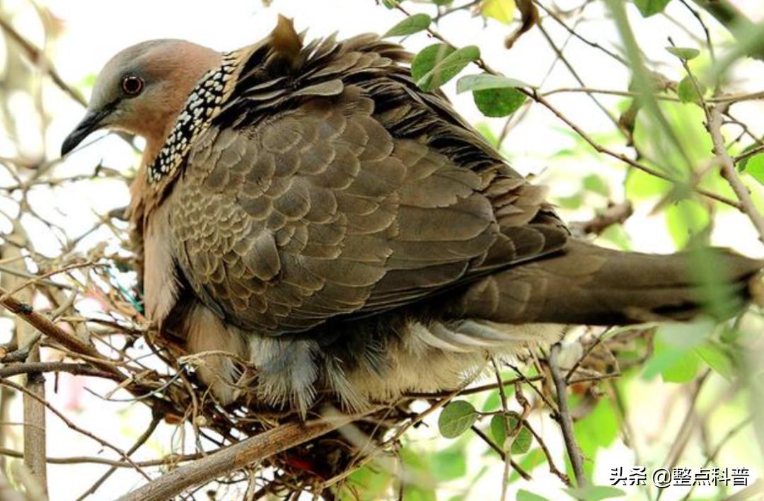 斑鸠能吃多少东西,斑鸠吃小斑鸠吗