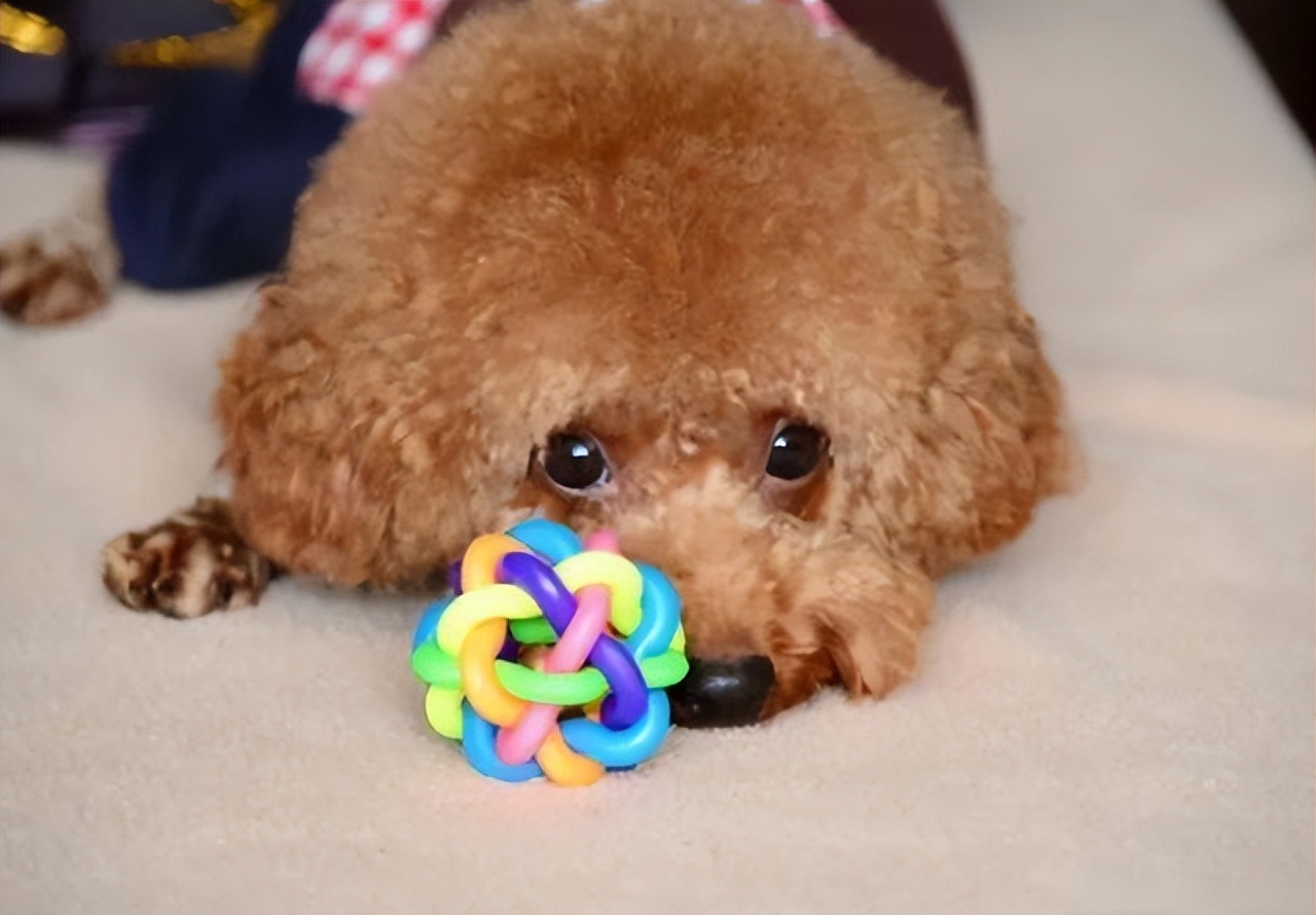 如何预防贵宾犬挑食,贵宾犬挑食不吃食