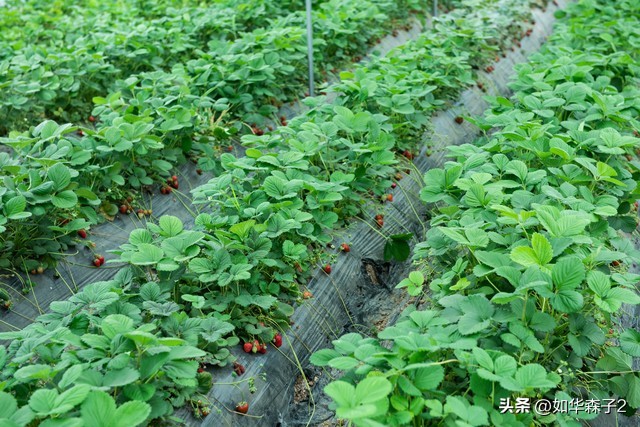 草莓种植如何打开销路,农村怎么最低成本种植草莓