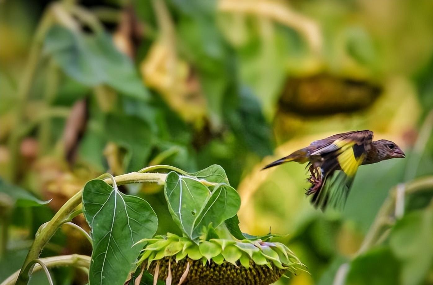 金翅鸟图像分析,金翅鸟视频大全