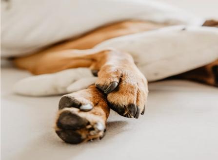 买个宠物养几天死了打官司能退吗,买宠物狗死亡怎么起诉