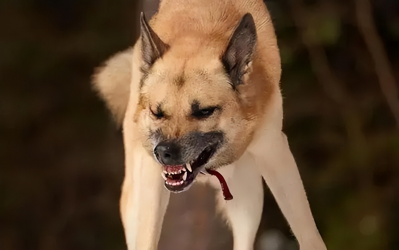 路遇恶犬应该如何自救,遇恶狗攻击保命妙招