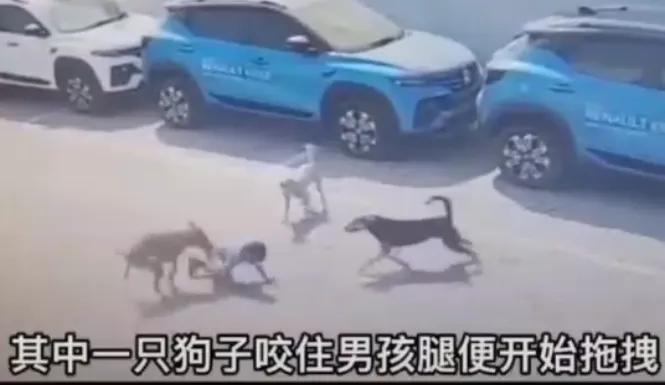 触目惊心，狗患何时休？