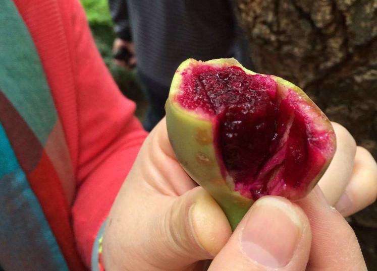 仙人掌养了20多年,最丰产的仙人掌