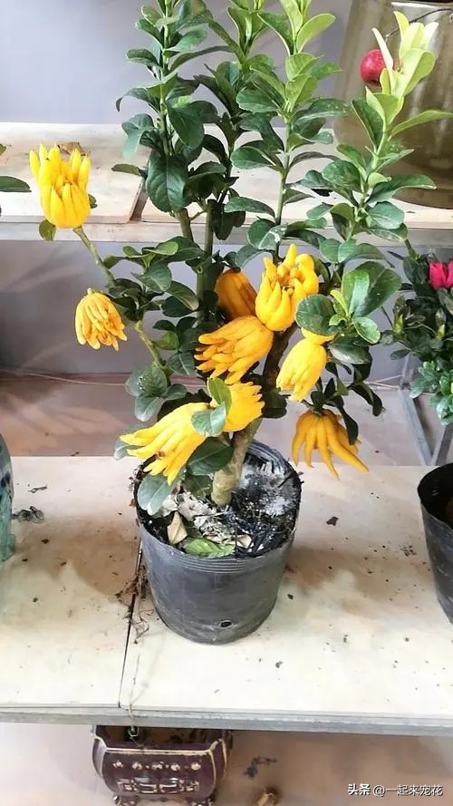 客厅种什么树风水最好,家中适合种的五种树