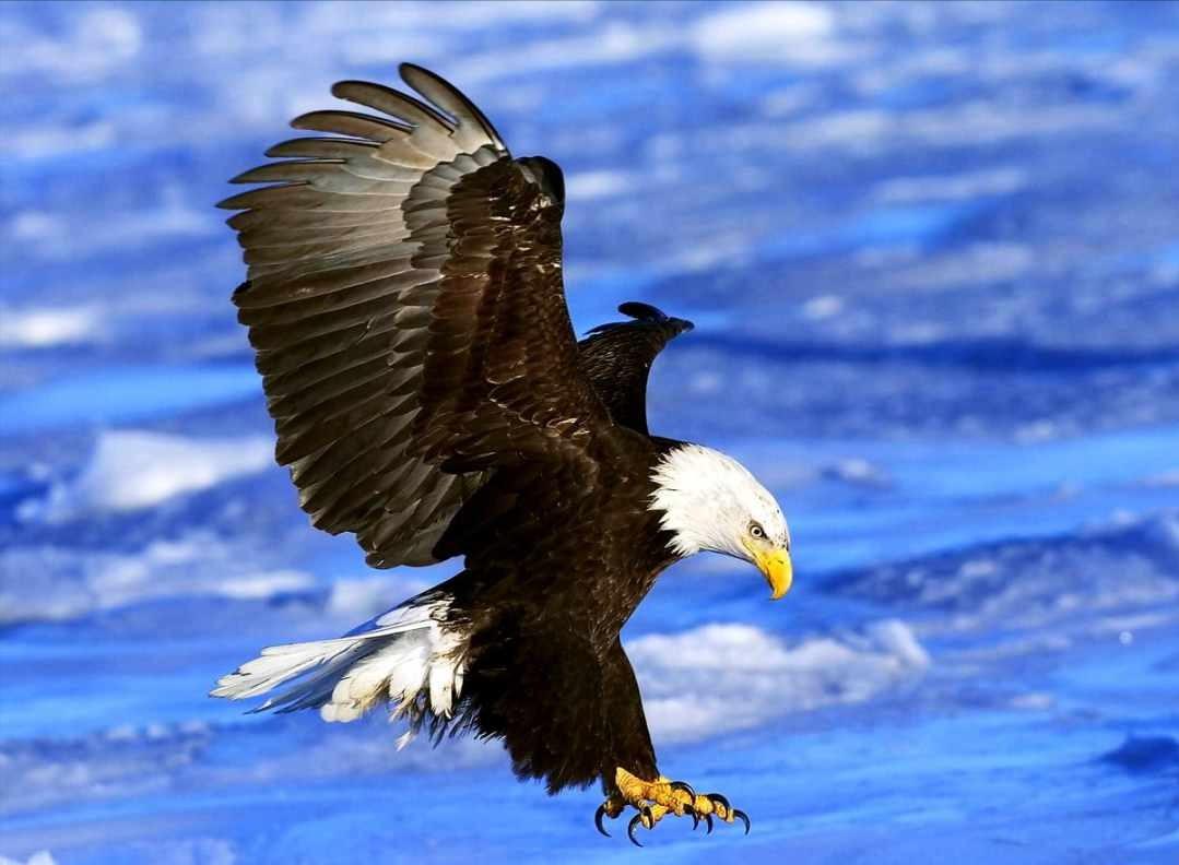 哪些鸟是猛禽,什么鸟属于猛禽