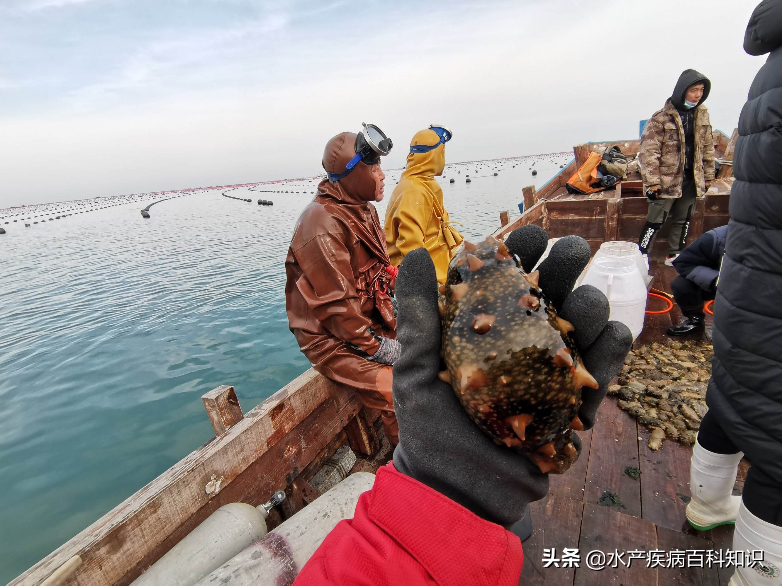 海参弧菌感染症状,海参霉菌感染怎么治
