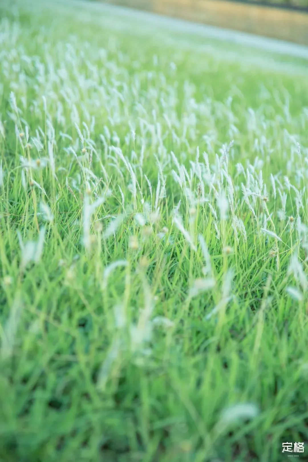 2022深圳10个小众打卡地免费游玩,深圳值得打卡的旅游地