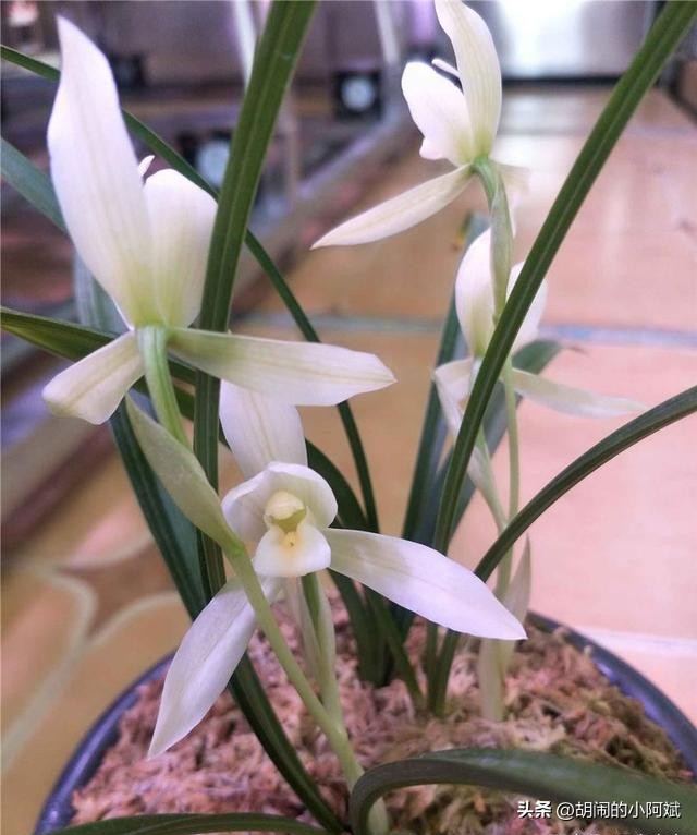 雪兰最好的兰花品种,最值得养的素心兰花
